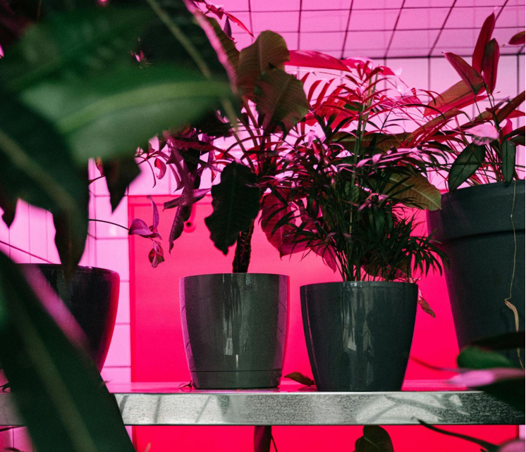 Transform Your Interior Design with Artificial Plants